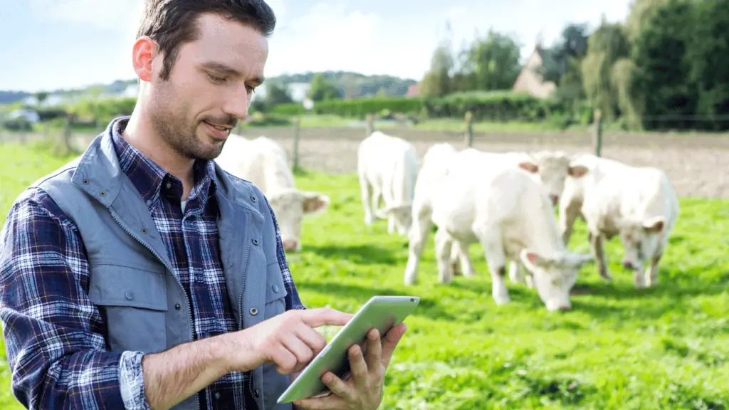 man on a farm cows tablet green grass