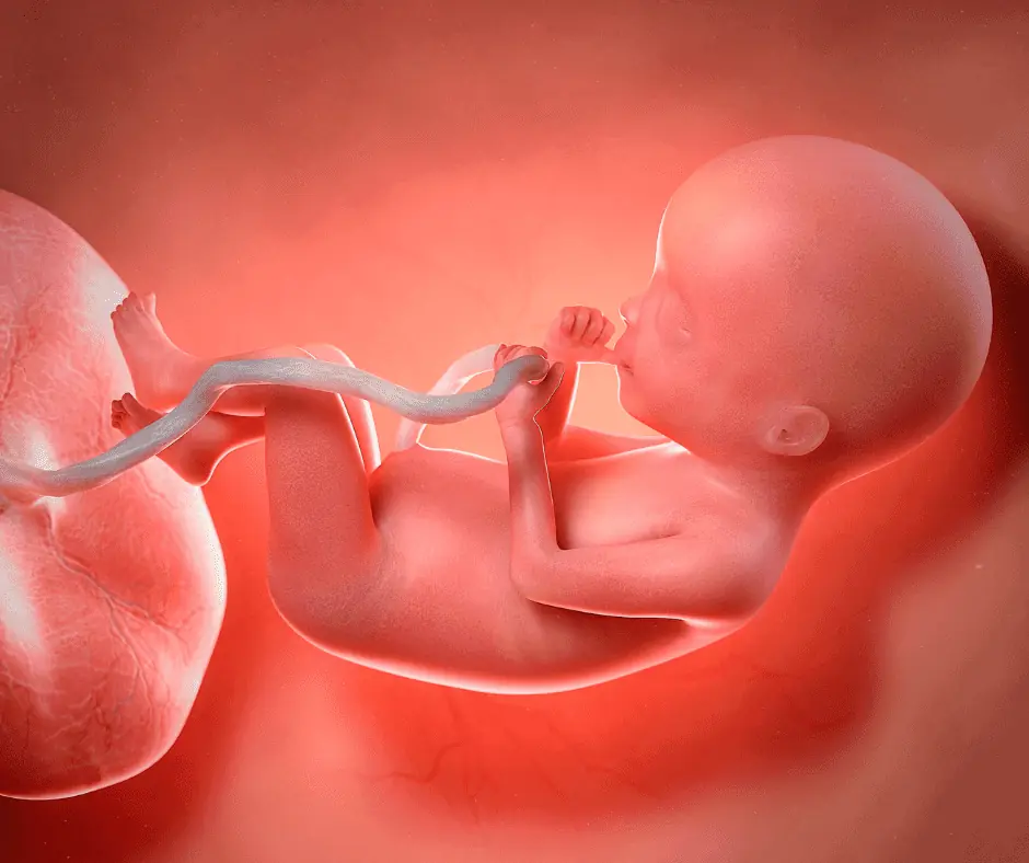 unborn baby with placenta