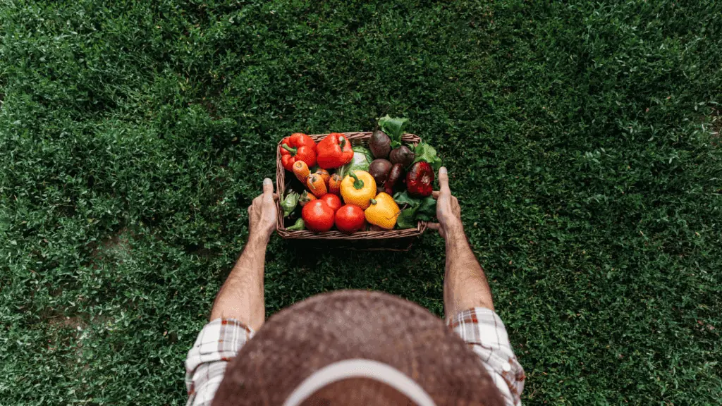 outside vegetables garden farmer