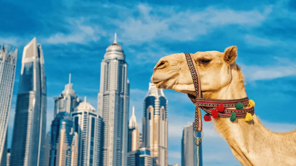 dubai camel travel tourist