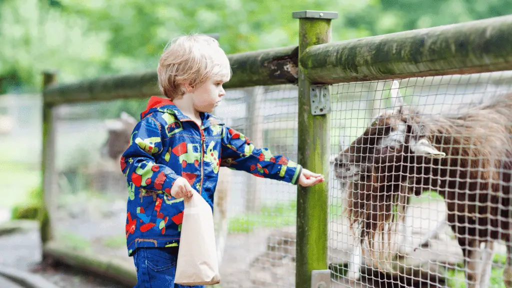 boy at a petting zoo goat feeding outside nature