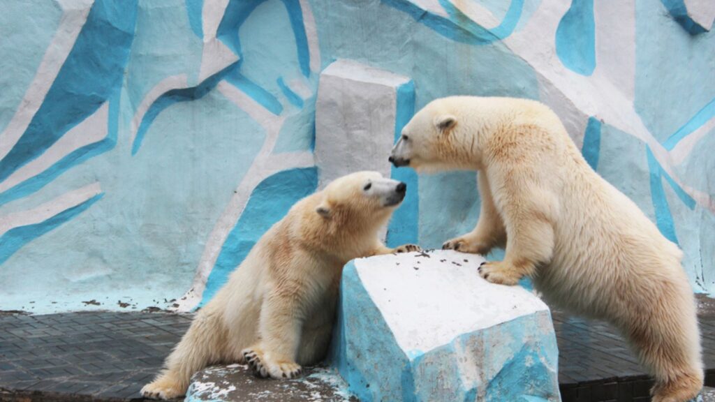 Bear love. Two young polar bears play on ice at the zoo. Two polar polar bears look out of the snow hole. High quality photo