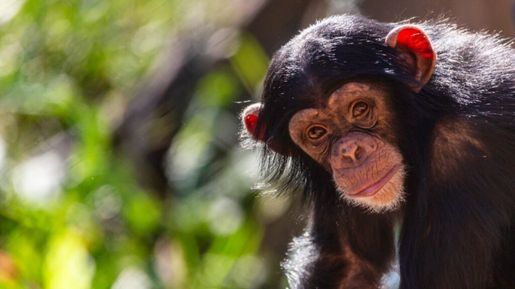 Close-up portrait of a juvenile chimpanzee making eye contact with room for text