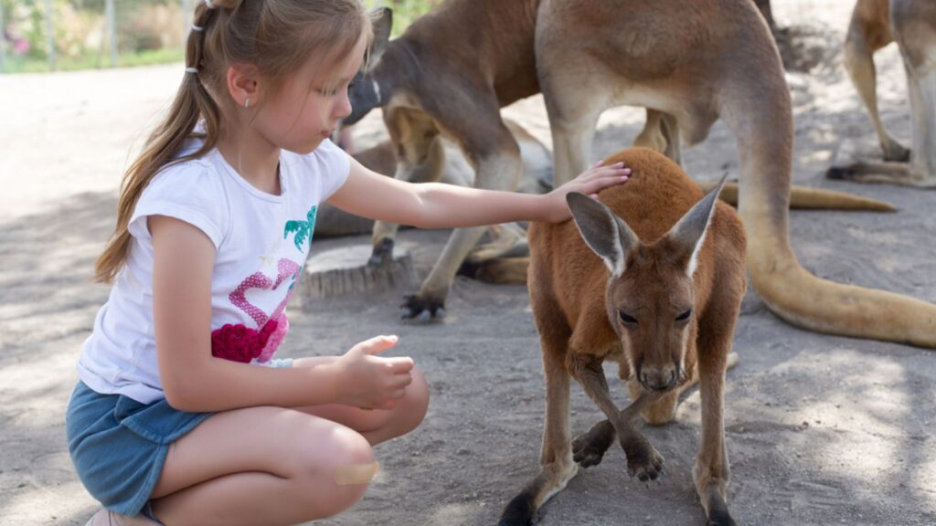 Girl feeds a kangaroo at the Australian Zoo Gan Guru in Kibbutz Nir David, in Israel