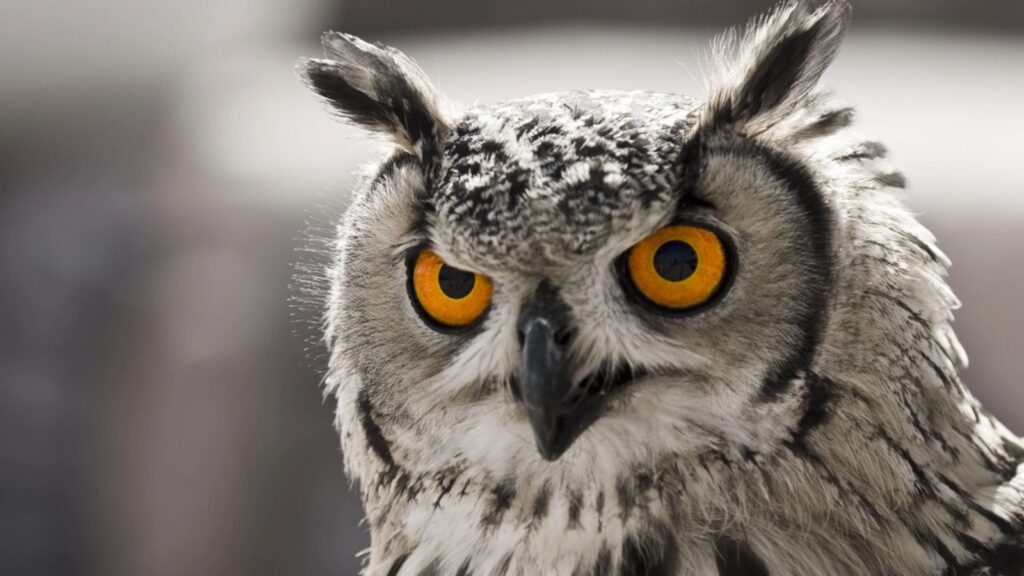 Hypnotic owl