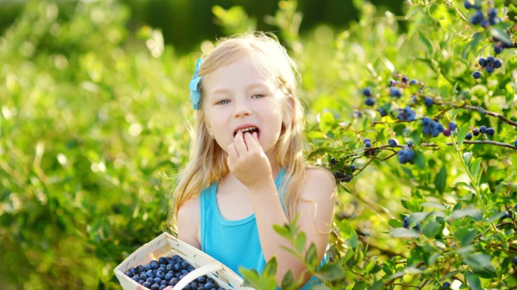 Little girl picking and eating blueberries on farm