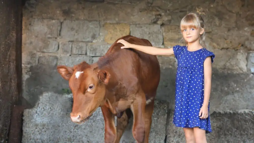 Little girl with a cow
