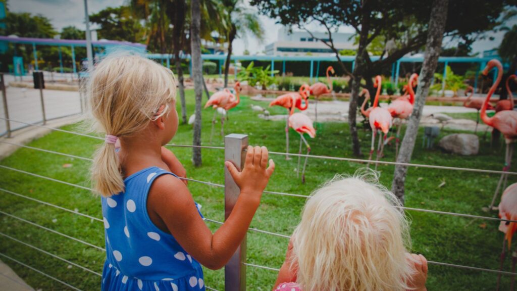 Little girls looking at flamingos in the zoo