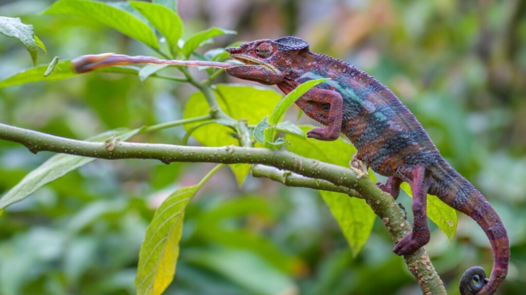 Panther Chameleon - Furcifer pardalis hunting insects in rain forest, Madagascar
