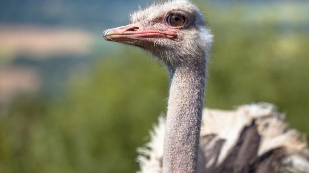 Portrait of an African Male Ostrich on Display in Natural Setting
