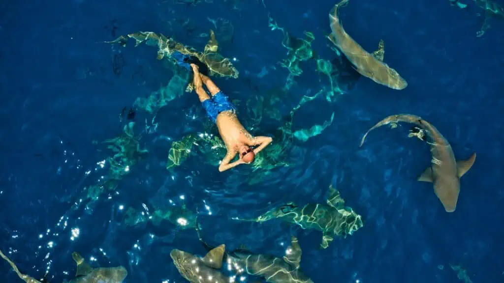 Swimming with Sharks