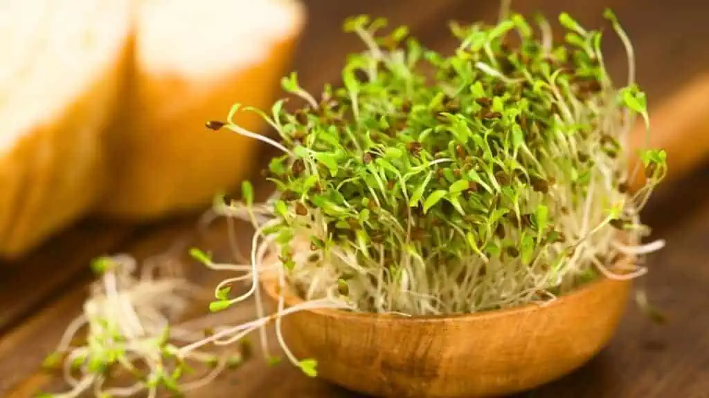 avoid sprouts during pregnancy