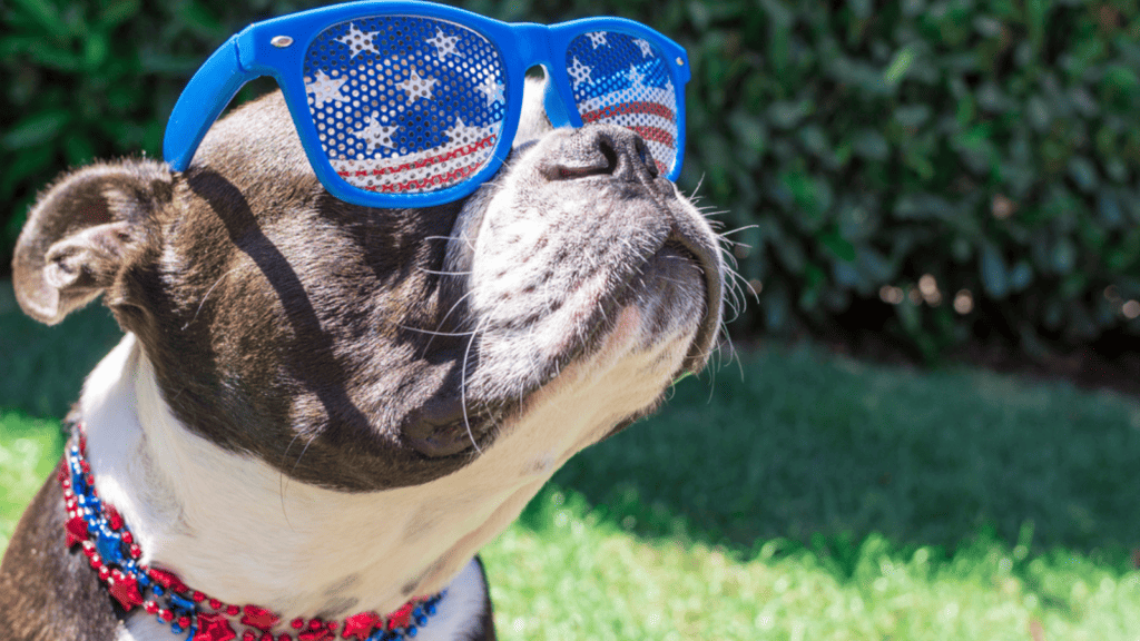 american dog flag pug outside